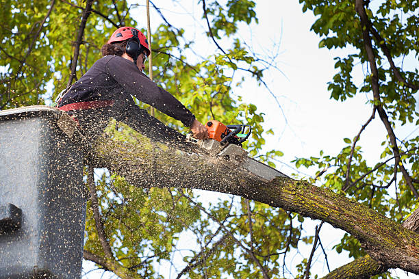 Best Leaf Removal  in Laurium, MI